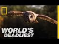 Owl Hunting and Senses