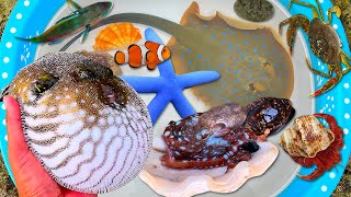 Tangkap ikan buntal dan kerang, kelomang, ikan pari, ikan laut, gurita, ikan nemo, kepiting, keong