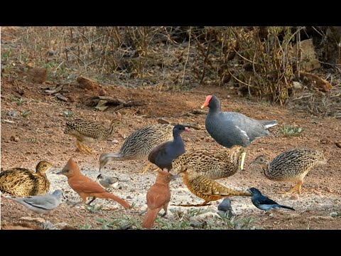 IMAGENS RARISSIMAS DE SE CONSEGUIR! MARRECOS, PATO DE CRISTA, INHAMBU CHINTÃ, CODORNA DO NORDESTE