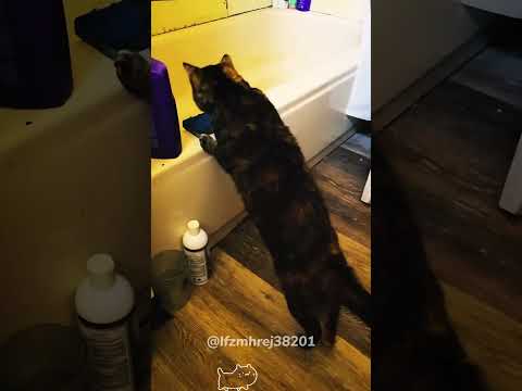Hilarous moments of scared cats.#cat #kitten #funnycat #funnyanimals #funnypets