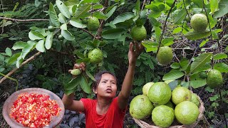 Life in jungle, Mouth watering food, Guava fruit with Hot salt chili is eating delicious