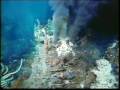 Census of Marine Life Insights