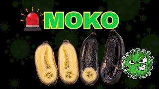 El MOKO está MATANDO las plantaciones 🍌🦠
