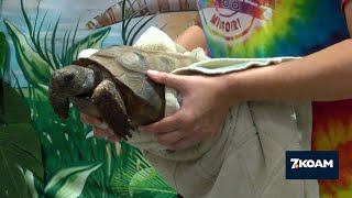 Zoo animals at the Carthage Public Library