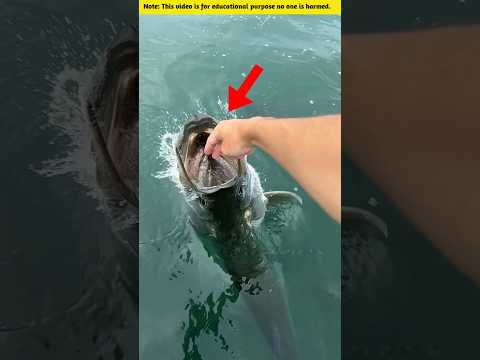 #truedialogue #facts