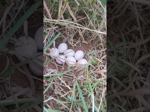 🥹காடை |rip 😔ரொம்ப கஷ்டமா இருக்கு 😔|to lay eggs |Quail rip😔 #tamil #Quail #rip #mannaar pavi # eggs
