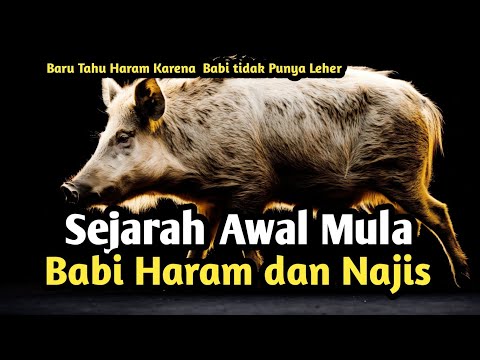 Pantas Saja Daging Babi Jadi Haram dan Najis Ternyata Ini Alasannya