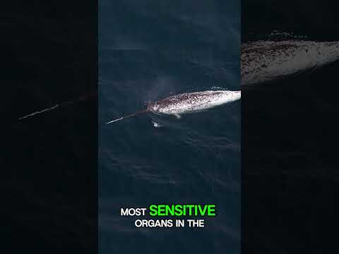 Unicorn of the Ocean :D &nbsp;#viral #facts #funfacts #viralvideo #animals #arctic #ocean #didyouknow