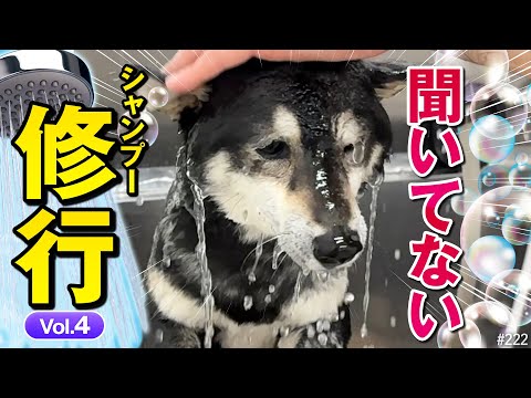 この仕打ちは聞いてない。トリミングサロンでシャンプーの修行をする柴犬#04