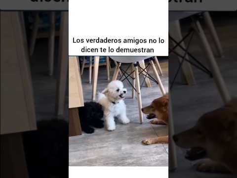 un verdadero amigo! #chapinnews #humor #shortvideo #shorts
