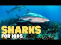 Shark Biology and Behavior