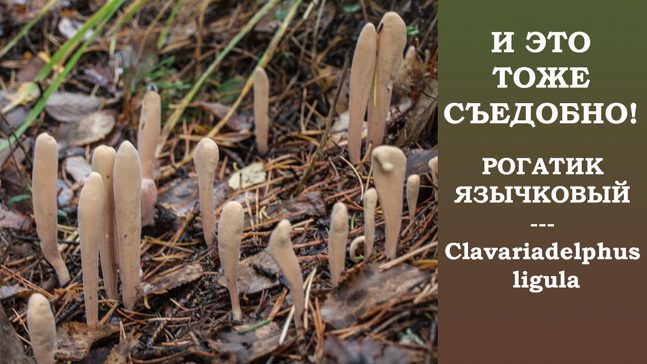 И это тоже съедобно! Рогатик язычковый - Clavariadelphus ligula