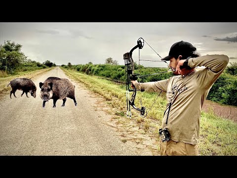 Jabali Con Arco Ataque Inesperado -  Caza Y Cocina