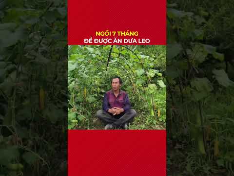 Ngồi thiền 7 tháng chỉ để ăn dưa leo #tintucplus #shortvideo