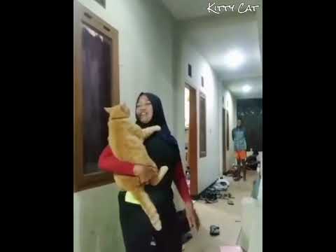 Kucing Oyen Dijemput Emak Pas Lagi Nongkrong #kucingoyen #kucing #catlover