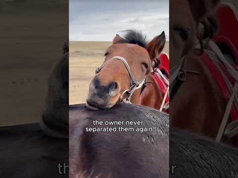 Two horses in love and no one can separate them.#couple #horse #love #funny #shortvideo