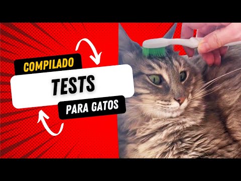 Poniendo a prueba TESTS para GATOS 😸