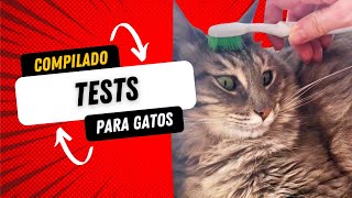 Poniendo a prueba TESTS para GATOS 😸