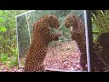Animal Self-Awareness and Reflection