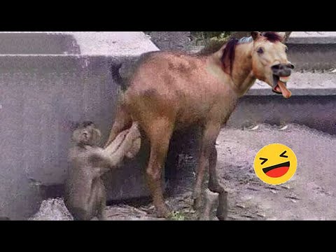 Funniest Cats And Dogs Videos 😁 - Best Funny Animal Videos 2023 🥰