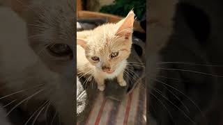 sweet orange kitty