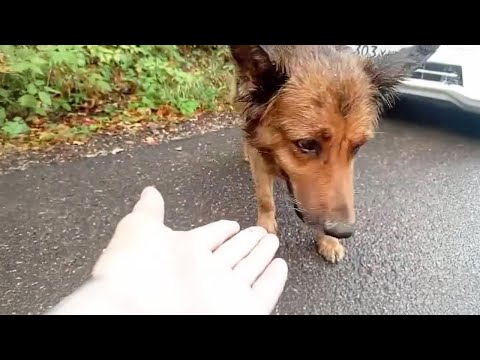 Recognizing her neighbor, the cancer dog burst into tears and begged for help.