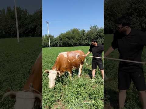 FOŞUR FOŞUR İNEK YIKADIK 2