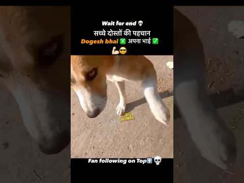 Bhaichara On Top #shorts #dogs #funny