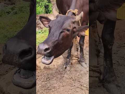 Humba humba gorur dak#moo sound of a cow