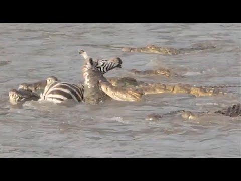 Zebra gets eaten head first