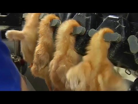 TOTAL MADNESS - Baby Animals in the Food Industry