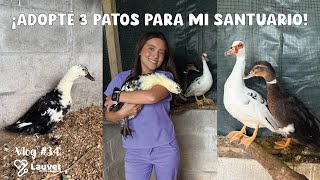 ¡Adopté 3 Patos Para Mi Santuario! - Lauvet