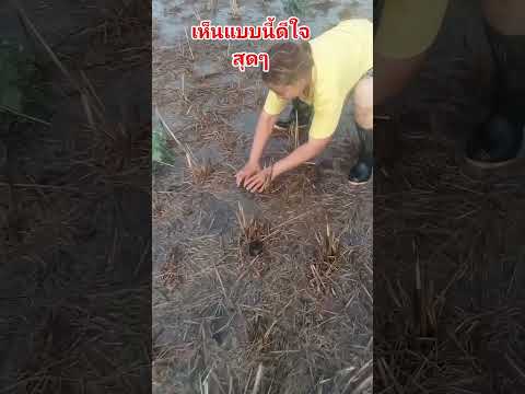 กบในใหม่