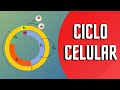 Exploring the Phases of the Cell Cycle