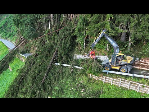 Storm Damage and Fallen Trees after ThunderStorm and Heavy Rain in the Alps | 2024