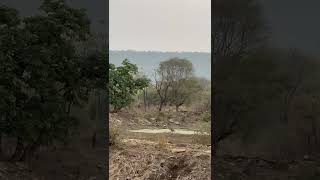 Cheetah’s exclusive sighting in Kuno 🐆😍 #chaava #tiger #tigerspotted #wildlife #animals