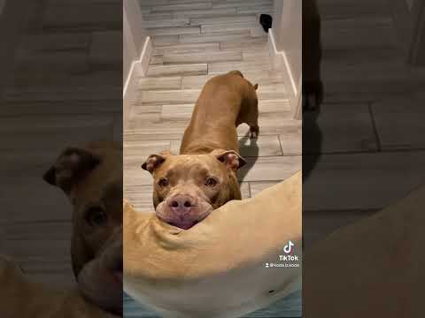 Mom is so mean. #cutedog #dog #dogsoftiktok