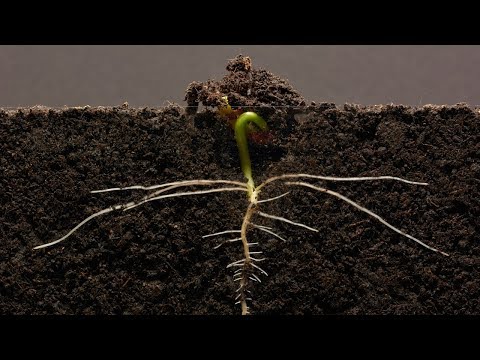 Bean Time-Lapse - 25 days | Soil cross section - YouTube