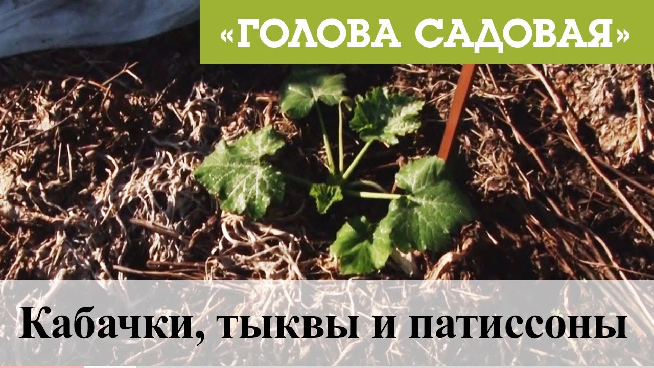 Кабачки, тыквы и патиссоны