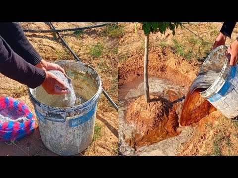 خليط من أسمدة منشطة لتسريع وزيادة نمو شجرة الليمون 😱🌳