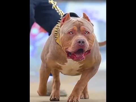 Dogs loyalty tested part 2 short video #shorts