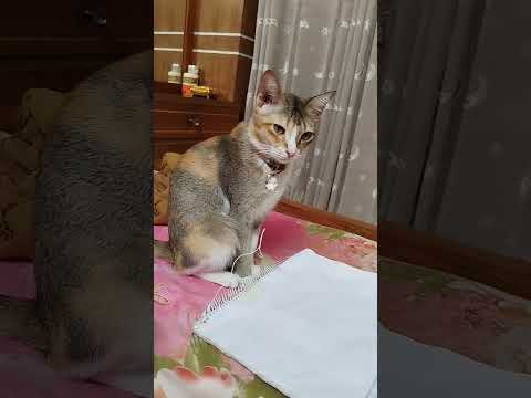 মাশাআল্লাহ 🙏🖤খাতা নিয়া বইসা রইছে কলম দেও #catlover #ভাইরাল_ভিডিও