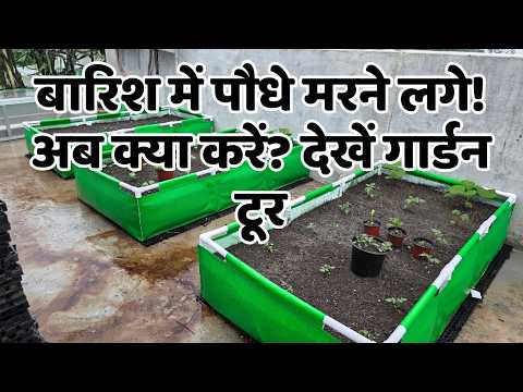 बारिश में पौधे मरने लगे! अब क्या करें? देखिए गार्डन टूर और आसान समाधान | Terrace Garden Tour