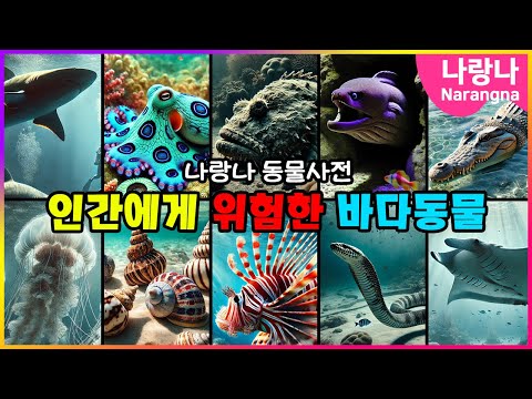 인간에게 위험한 바다동물 | 나랑나 동물사전