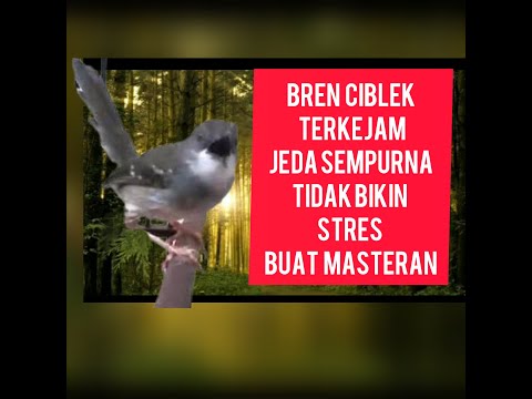 MASTERAN CIBLEK FAVORIT BREN  ISTIMEWA JEDA TERBAIK TIDAK BIKIN BURUNG STRESSSSSS