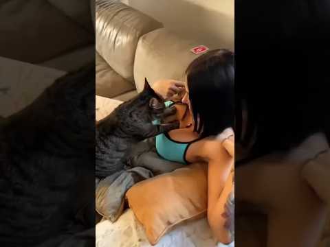 I want to be instead of him #cat #cats #funny #reels #pets #funnycats #funnyvideo #catvideos