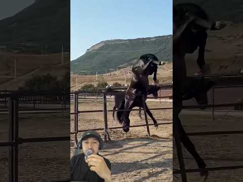 se salvó #horse #equestrian #animals