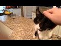Understanding Jack the Cat