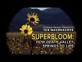 Death Valley Super Bloom Insights