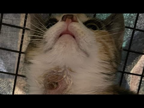 Huge Cuterebra Removed from This Cat #509
